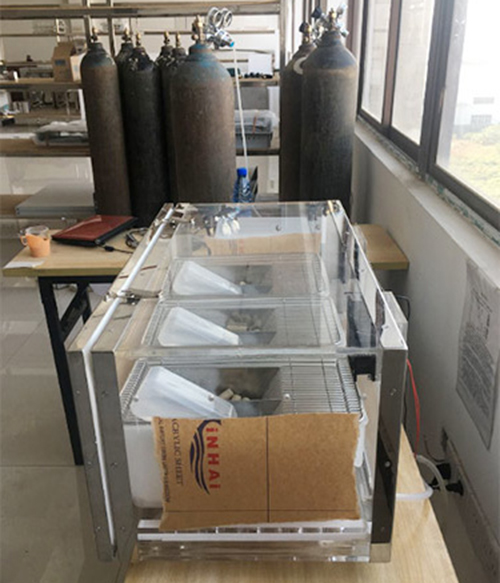 高低氧間歇小鼠實驗